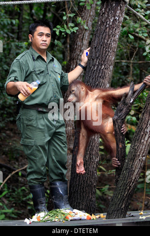 Keeper with young Borneo Orang-utan, Sepilok Rehabilitation Centre, Sabah, Borneo, Malaysia / (Pongo pygmaeus pygmaeus) Stock Photo