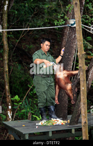 Keeper with young Borneo Orang-utan, Sepilok Rehabilitation Centre, Sabah, Borneo, Malaysia / (Pongo pygmaeus pygmaeus) Stock Photo