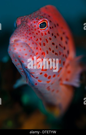 Freckled Hawkfish, Paracirrhites forsteri, portrait, South Malé Atoll, The Maldives Stock Photo