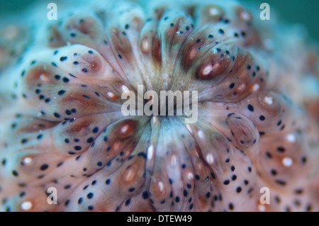 Detail of cloaca of Blackspotted Sea Cucumber, Pearsonothuria graeffei, South Malé Atoll, The Maldives Stock Photo