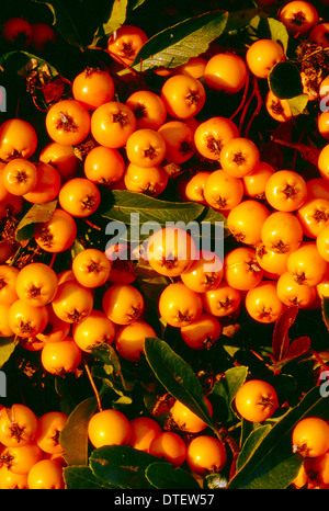 Pyracantha Soleil d'Or Sun of Gold Berries fruit berry autumn Stock Photo