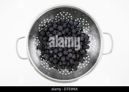 Freshly picked and washed blackberries in a metal colander isolated on a white background Stock Photo