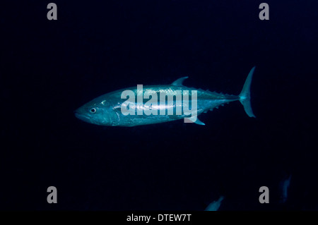 Dogtooth Tuna, Gymnosarda unicolor, swimming, profile, South Malé Atoll, The Maldives Stock Photo