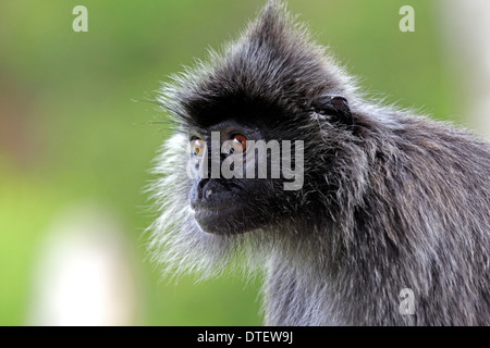 Silvered Leaf Monkey, Labuk Bay, Sabah, Borneo, Malaysia / (Trachypithecus cristatus, Presbytis cristatus) / Silvery Langur Stock Photo