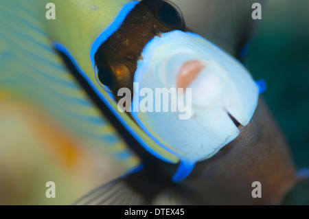 Emperor Angelfish, Pomacanthus imperator, The Maldives Stock Photo