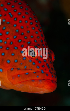 Coral Grouper, Cephalopholis miniata, portrait, The Maldives Stock Photo