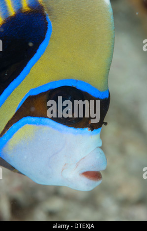 Emperor Angelfish, Pomacanthus imperator, The Maldives Stock Photo