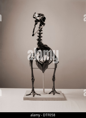 Raphus cucullatus, dodo Stock Photo