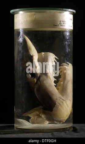 Isurus oxyrinchus, shortfin mako shark Stock Photo
