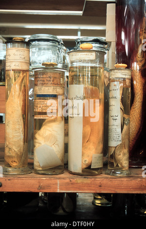 Marine specimens preserved in spirit jars Stock Photo