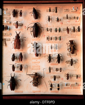 Various beetle specimens. Stock Photo