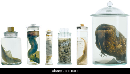 Specimens in spirit jars Stock Photo