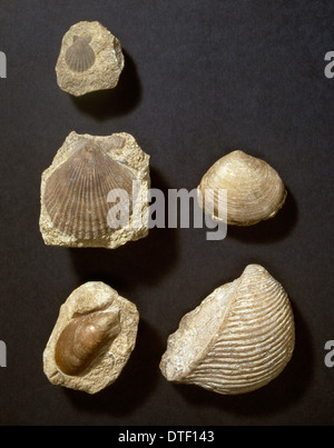 Lamellibranch o bivalve fossil, Bivalvia Stock Photo: 86101436 - Alamy