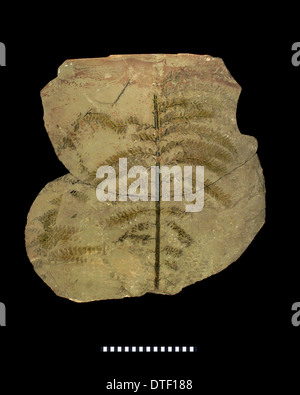 Archaeopteris hibernica, fossilised tree Stock Photo