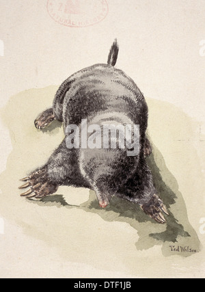 Talpa europaea, European mole Stock Photo