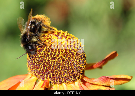 Buff tailed bumble bee collecting pollen/feeding on a Helenium flower ( 3 of a series of 4) Stock Photo