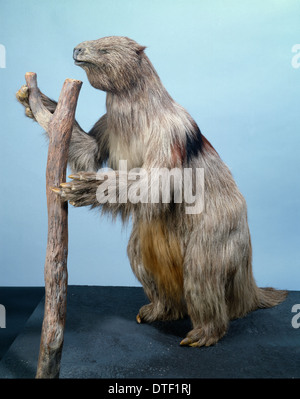 Megatherium, Cenozoic Ground Sloth Stock Photo - Alamy