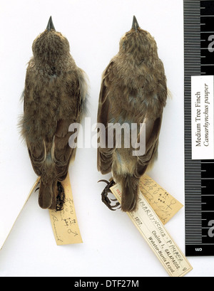 Camarhynchus pauper, medium tree finch Stock Photo