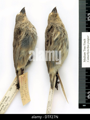 Camarhynchus pauper, medium tree finch Stock Photo
