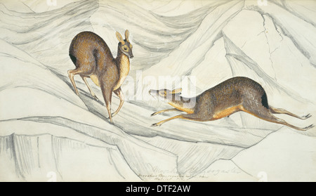 Moschus chrysogaster, alpine musk deer Stock Photo