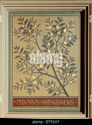 Prunus amygdalus, almond Stock Photo