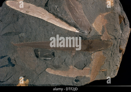 Glossopteris linearis, fossil leaves Stock Photo