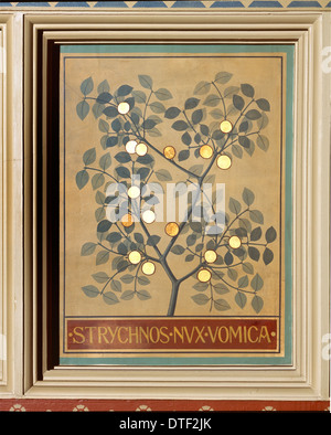 Strychnos nux vomica, strychnine tree Stock Photo