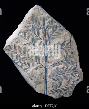 Archaeopteris hibernica, fossil plant Stock Photo