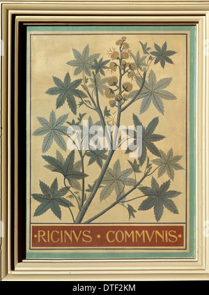 Ricinus communis, castor bean Stock Photo