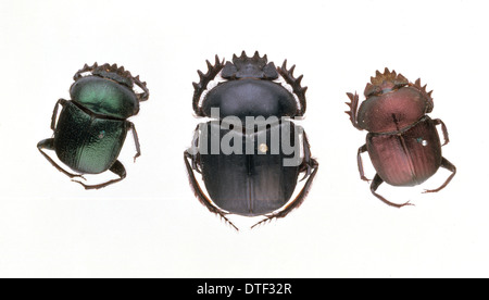 Scarab beetles Stock Photo