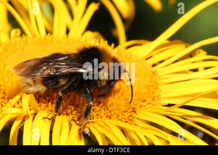 Buff tailed bumble bee feeding on a yellow Inula flower (5 of a series of 5) Stock Photo
