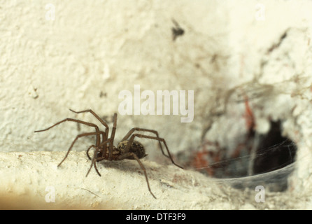 Tegenaria gigantia, house spider Stock Photo