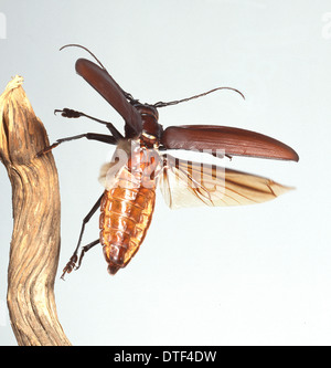 Titanus giganteus L., titan beetle Stock Photo