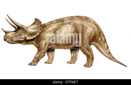 Triceratops Stock Photo