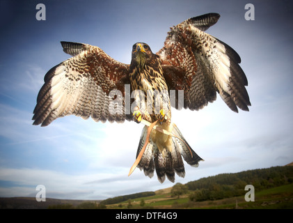 Harris Hawk (Parabuteo unicinctus)   bird of prey Stock Photo