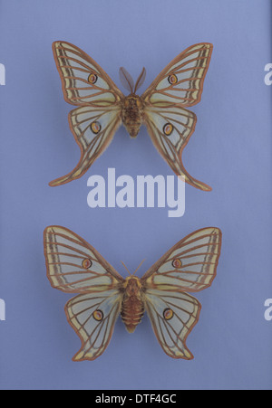 Moths of the family Saturniidae Stock Photo - Alamy