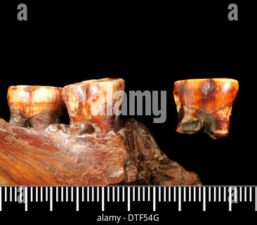 Piltdown 1 jaw with Piltdown 2 molar Stock Photo