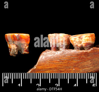 Pongo sp. Mandible and molar (Piltdown 1 & 2) Stock Photo