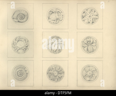 Designs for the Natural History Museum, by Alfred Waterhouse (1830-1905) Stock Photo