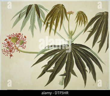 Plant Illustration Stock Photo