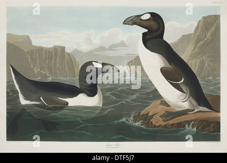 Pinguinus impennis, great auk Stock Photo