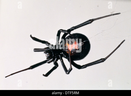 Latrodectus mactans, black widow spider Stock Photo