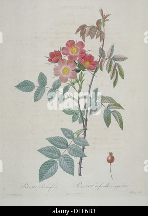 Rosa rubrifolia, red-leaved rose Stock Photo