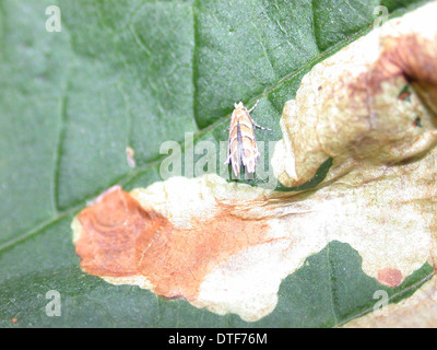 Cameraria ohridella, horse chestnut leafminer Stock Photo