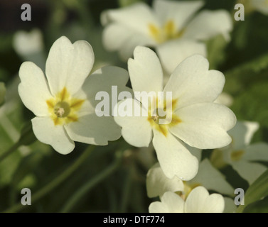 Primula vulgaris, primrose Stock Photo