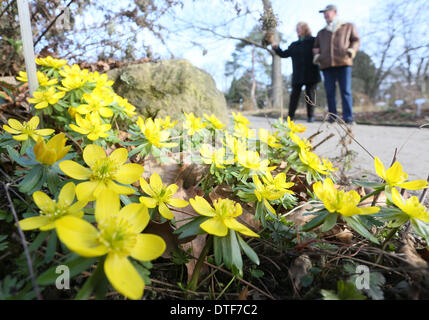 Berlin, Germany. 17th Feb, 2014. People walk past flowering winter aconites in the Botanical Garden in Berlin, Germany, 17 February 2014. Photo: STEPHANIE PILICK/dpa/Alamy Live News Stock Photo