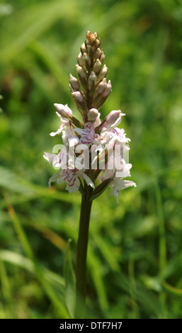 Dactylorhiza fuchsii, common spotted orchid Stock Photo
