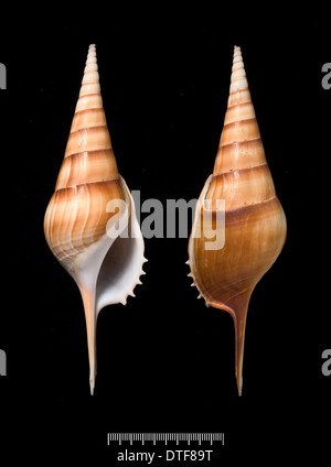 Indian Strombidae Shell Stock Photo - Alamy