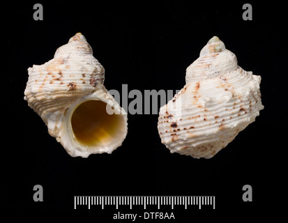 Turbo argyrostoma, turban shell Stock Photo - Alamy