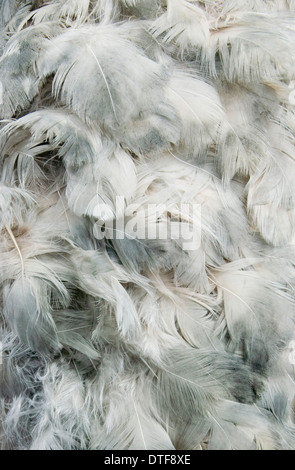 Raphus cucullatus, dodo Stock Photo